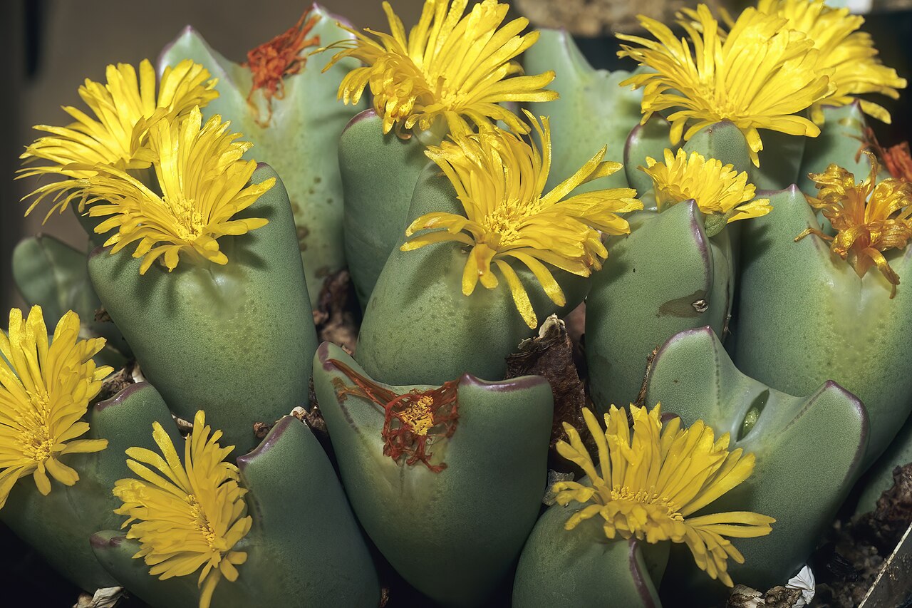 Cone plant: Conophytum bilobum , plants in flower; Pretoria National Botanical Garden, Pretoria, Gauteng, South Africa