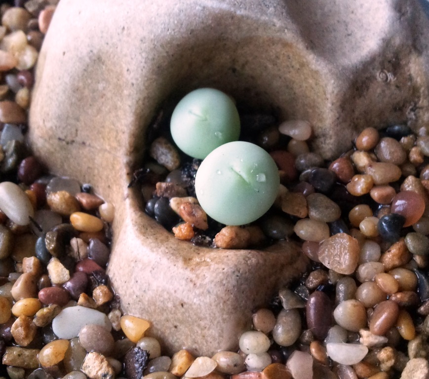 Conophytum breve: Conophytum breve