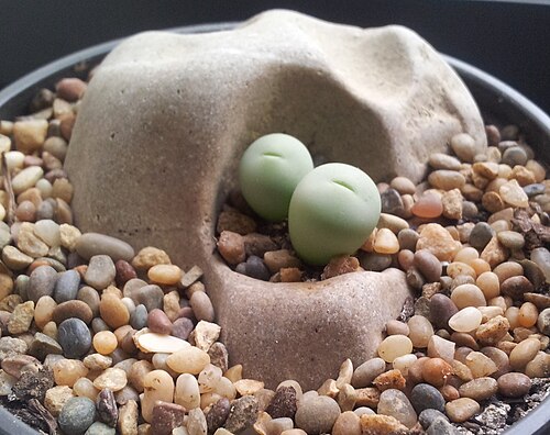 Conophytum breve: Conophytum breve