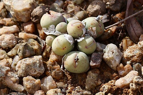 Conophytum breve: ǀAi-ǀAis/Richtersveld Transfrontier Park, Northern Cape, South Africa
