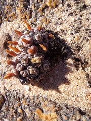 Conophytum comptonii (Conophytum comptonii)