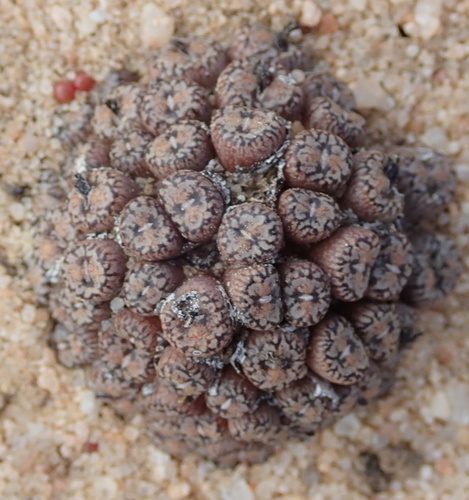Conophytum comptonii (Conophytum comptonii)