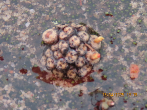 Conophytum comptonii (Conophytum comptonii)