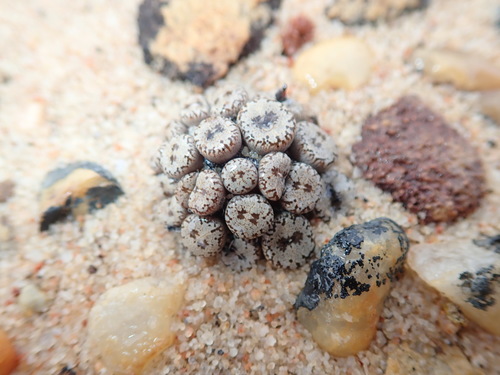 Conophytum comptonii (Conophytum comptonii)