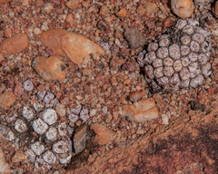 Conophytum comptonii (Conophytum comptonii)