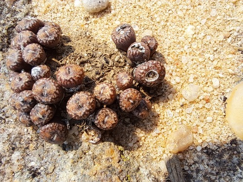 Conophytum comptonii (Conophytum comptonii)