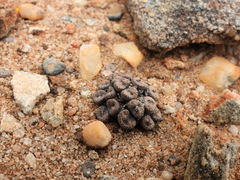 Conophytum comptonii (Conophytum comptonii)