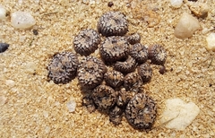 Conophytum comptonii (Conophytum comptonii)