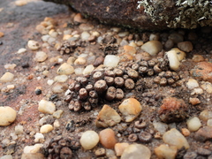 Conophytum comptonii (Conophytum comptonii)