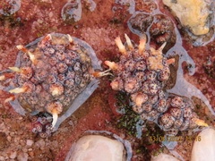 Conophytum comptonii (Conophytum comptonii)