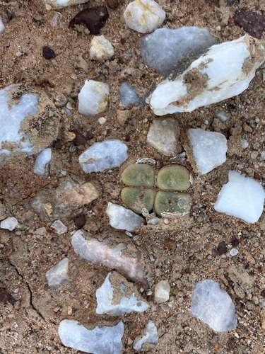 Conophytum concavum (Conophytum concavum)