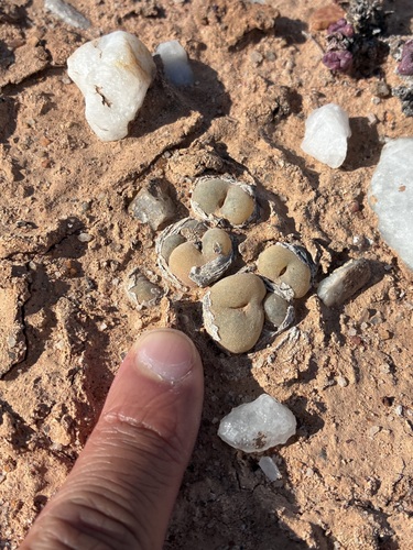 Conophytum concavum (Conophytum concavum)