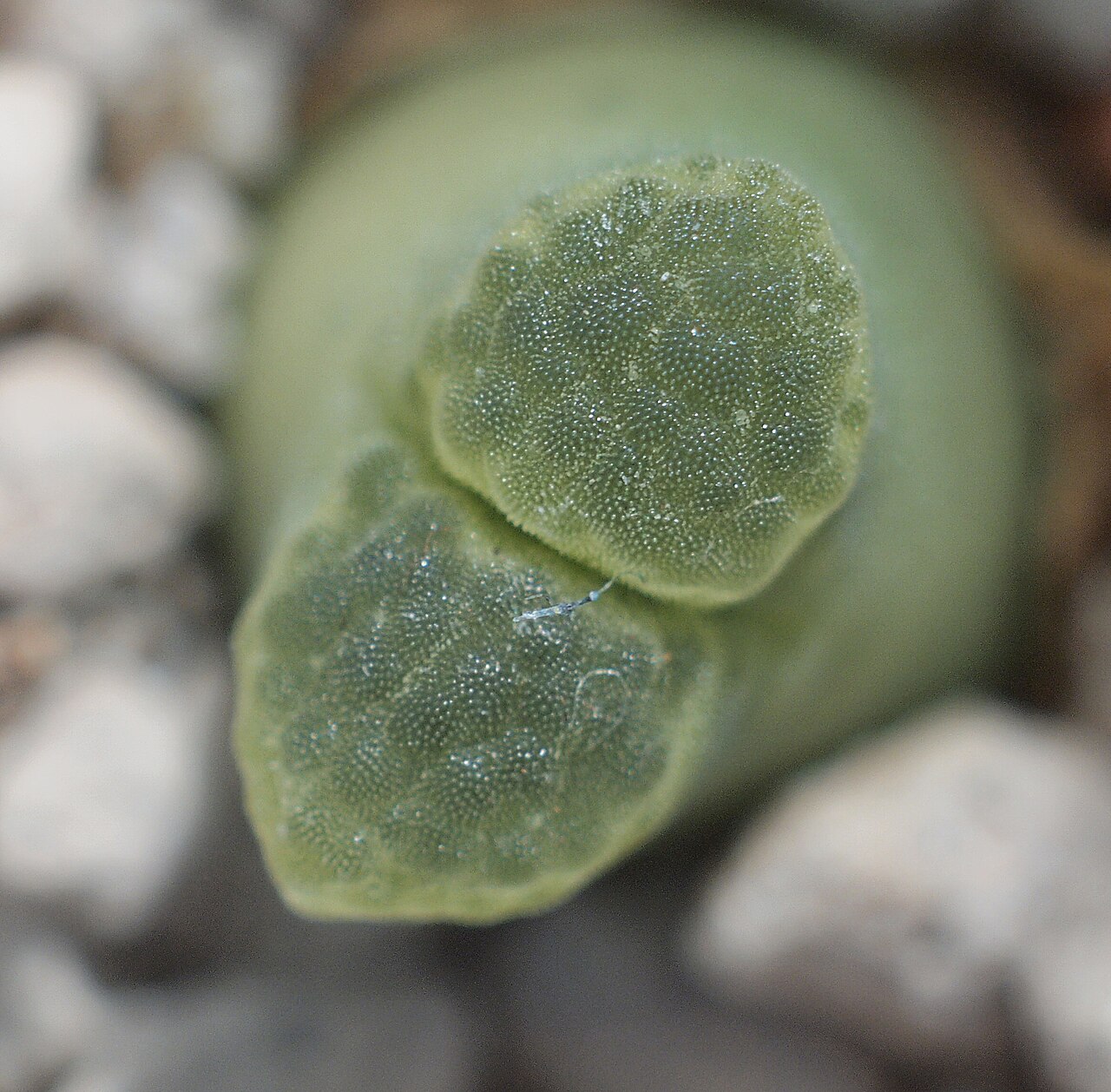 Conophytum devium: Conophytum devium