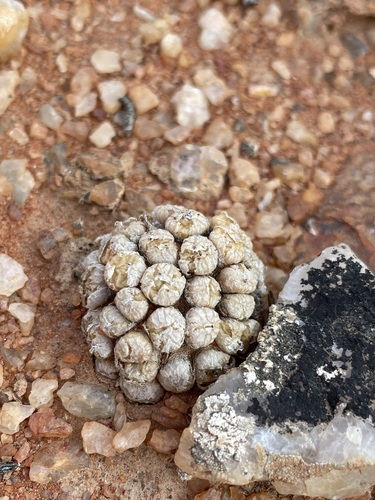 Conophytum ectypum (Conophytum ectypum)