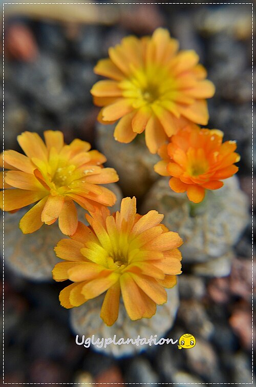 Conophytum ectypum: Conophytum ectypum