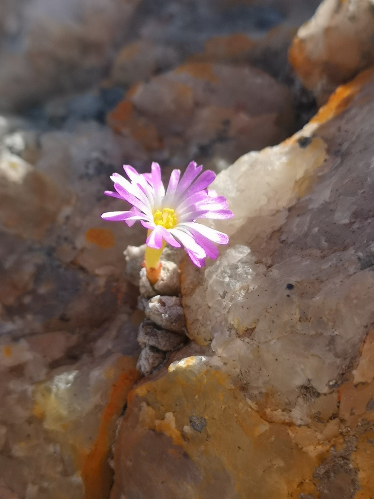Conophytum ectypum (Conophytum ectypum)