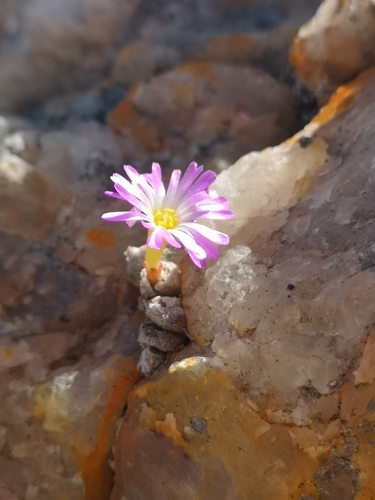 Conophytum ectypum (Conophytum ectypum)