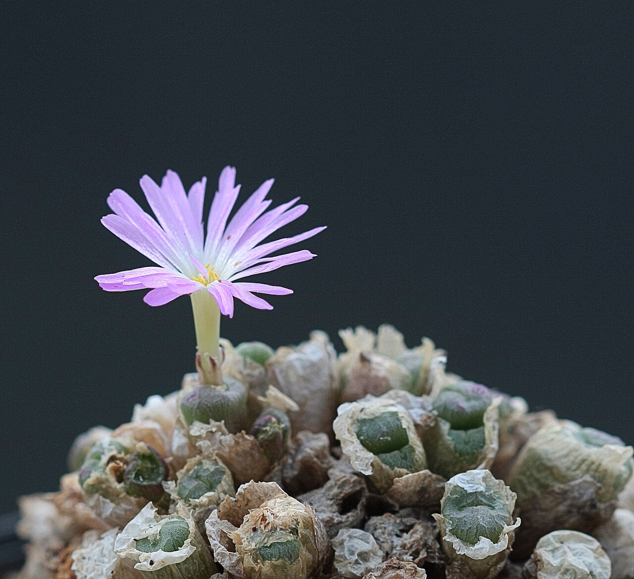 Conophytum ectypum: Conophytum ectypum