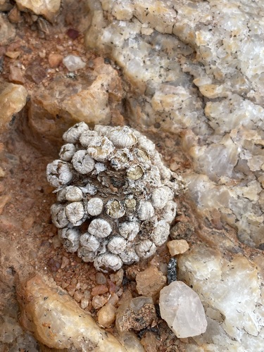 Conophytum ectypum (Conophytum ectypum)