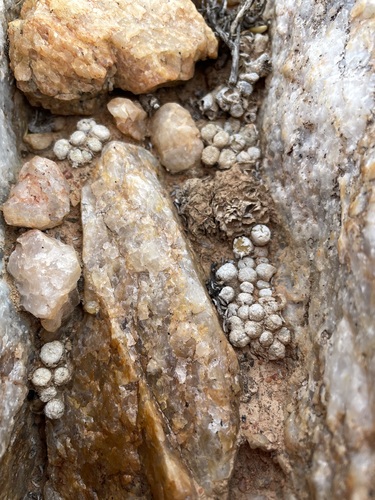 Conophytum ectypum (Conophytum ectypum)