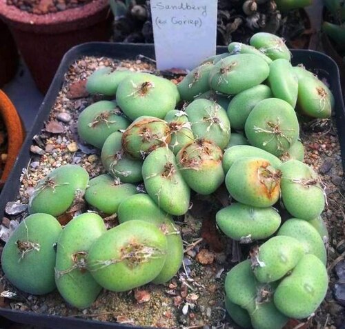 Conophytum ernstii: Conophytum ernstii - South Africa