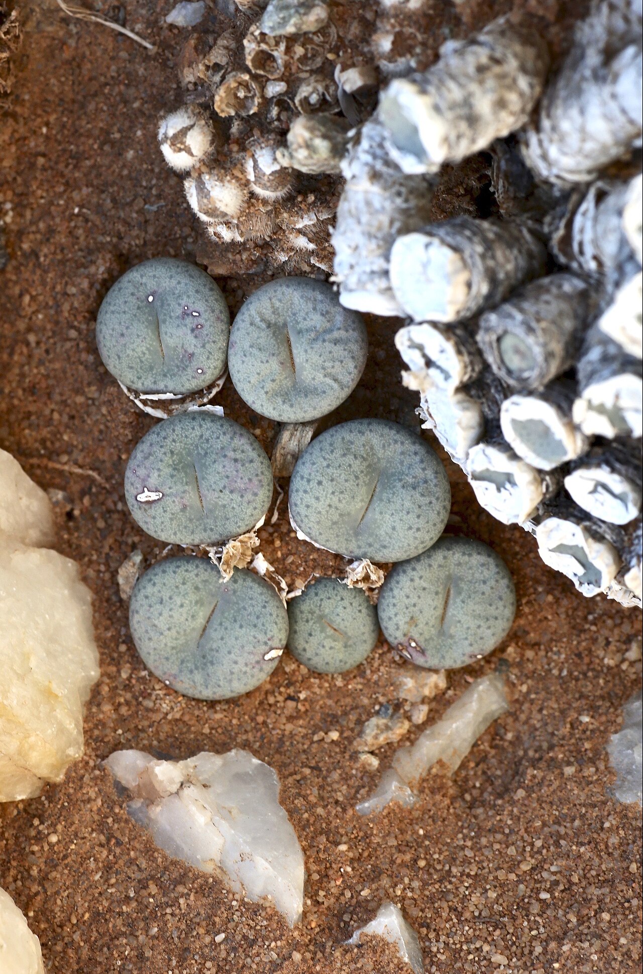 Conophytum francoiseae: ǀAi-ǀAis/Richtersveld Transfrontier Park, Vyftien-Myl-se-Berg area, Northern Cape, South Africa