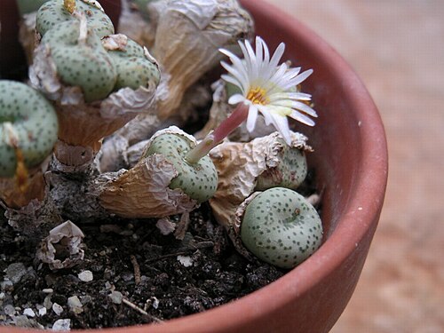 Conophytum fraternum: Personnal collection
