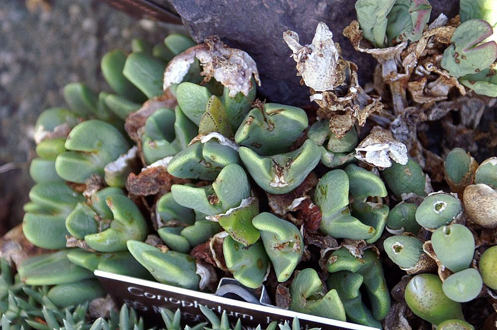 Conophytum frutescens: Location taken: United States Botanic Garden. Names: Conophytum frutescens Schwant. Classification: Plantae<SP>> Magnoliophyta > Magnoliopsida > Caryophyllales