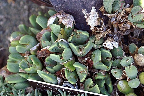 Conophytum frutescens: Location taken: United States Botanic Garden. Names: Conophytum frutescens Schwant. Classification: Plantae<SP>> Magnoliophyta > Magnoliopsida > Caryophyllales