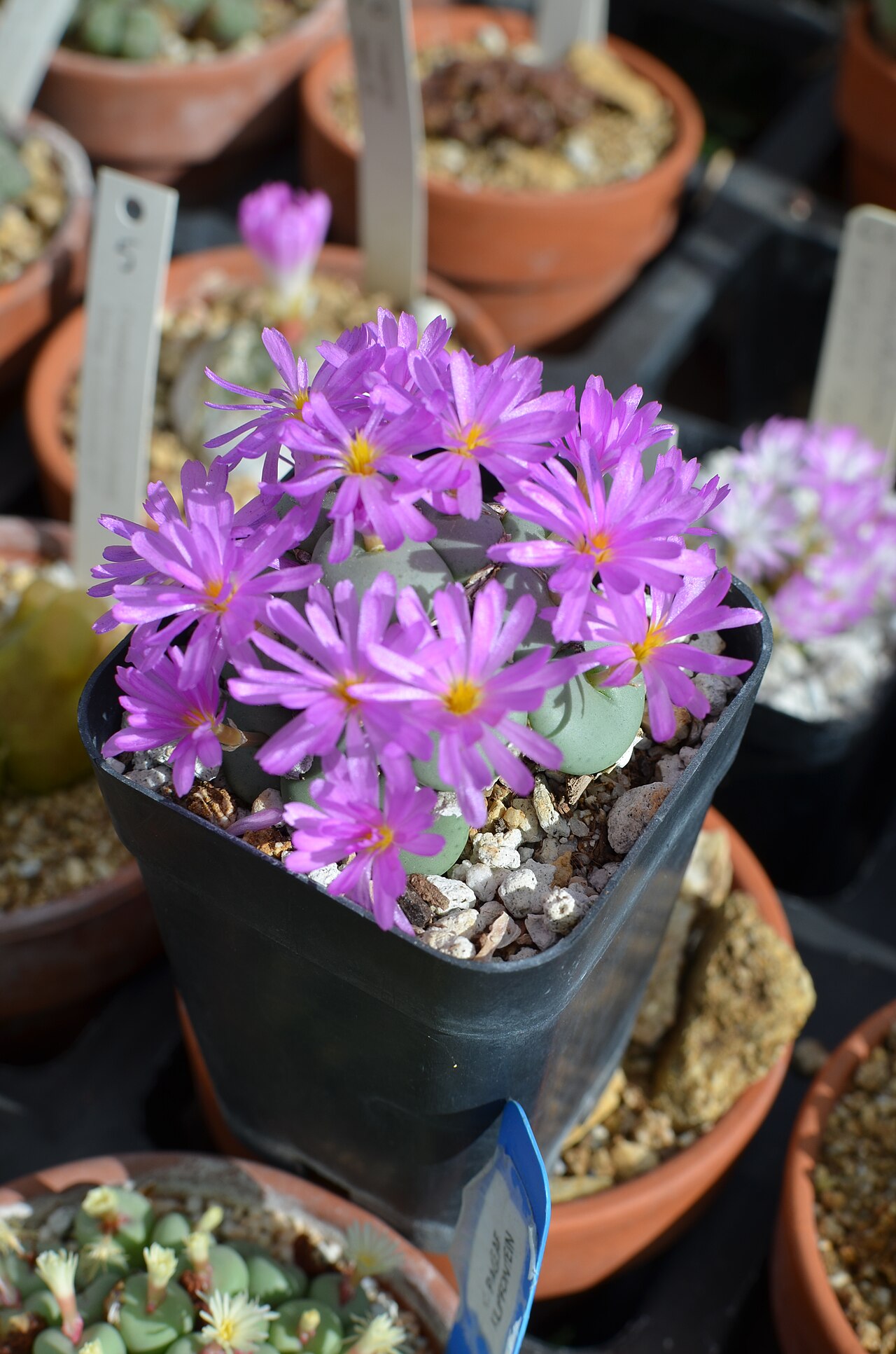 Conophytum globosum: conophytum globosum