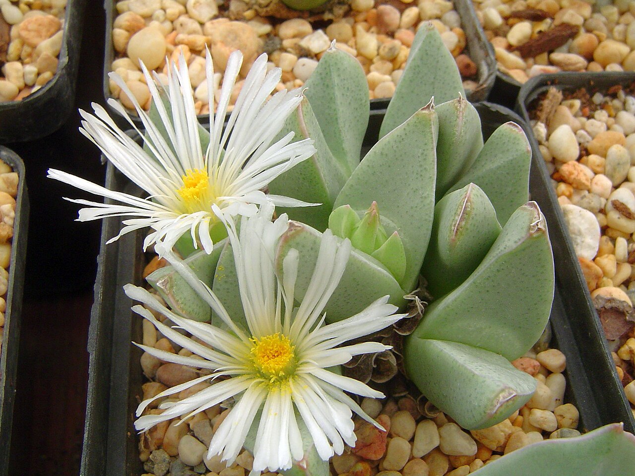 Conophytum herreanthus: This picture was taken in my mesembs greenhouse