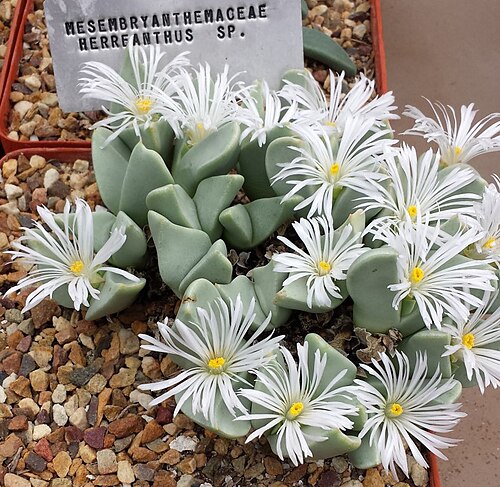 Conophytum herreanthus: Conophytum herreanthus