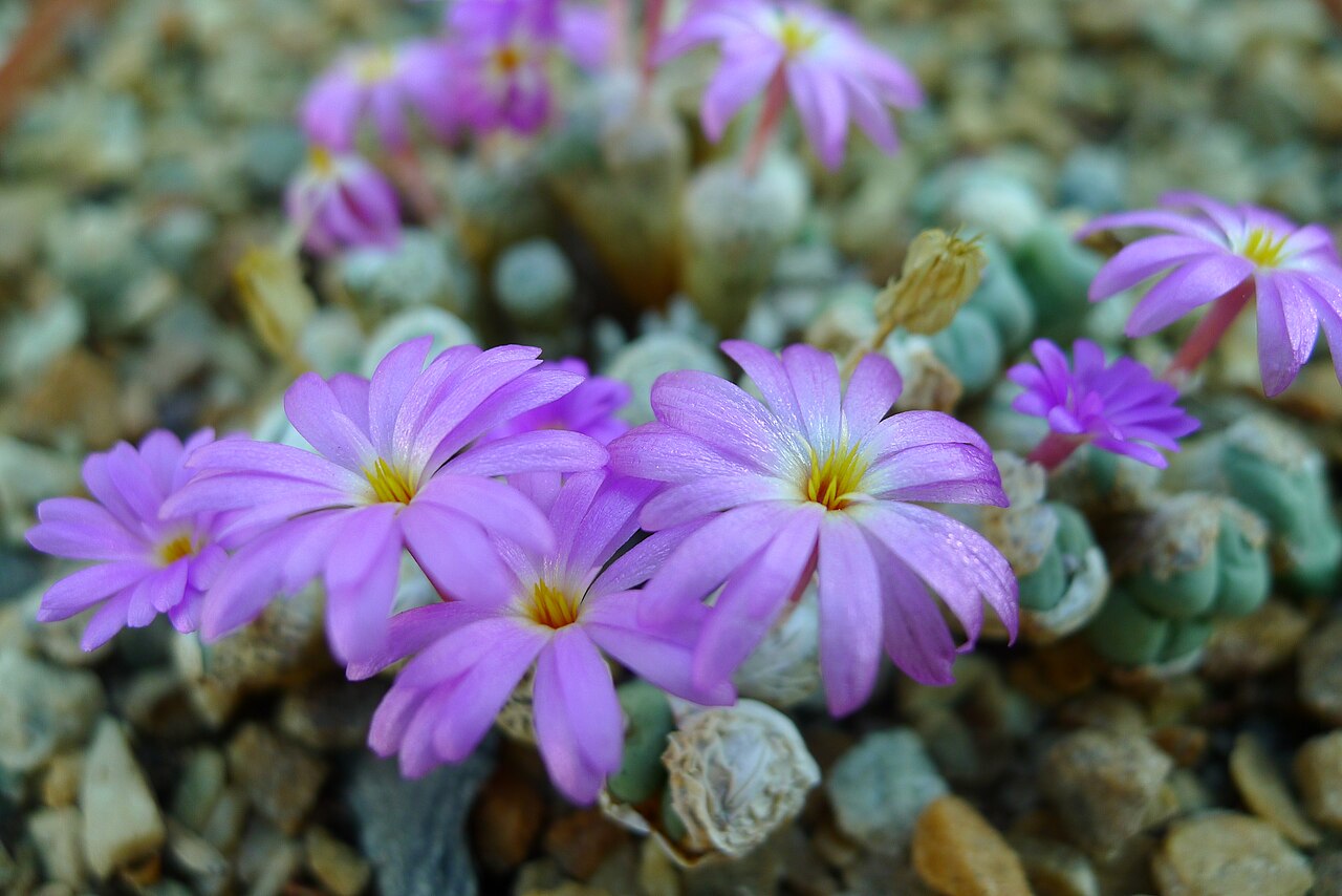 Conophytum herreanthus: Conophytum sp