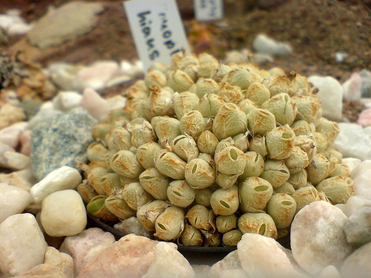 Conophytum hians: Conophytum hians - Botanical Garden Göttingen