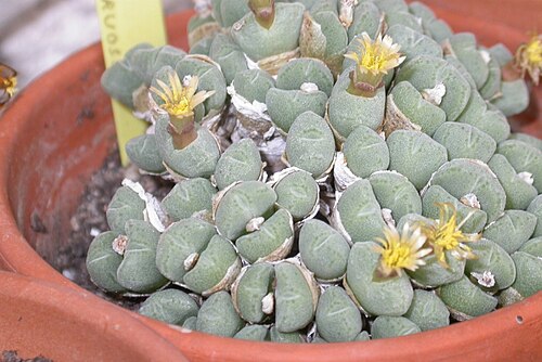 Conophytum hians: Personnal collection