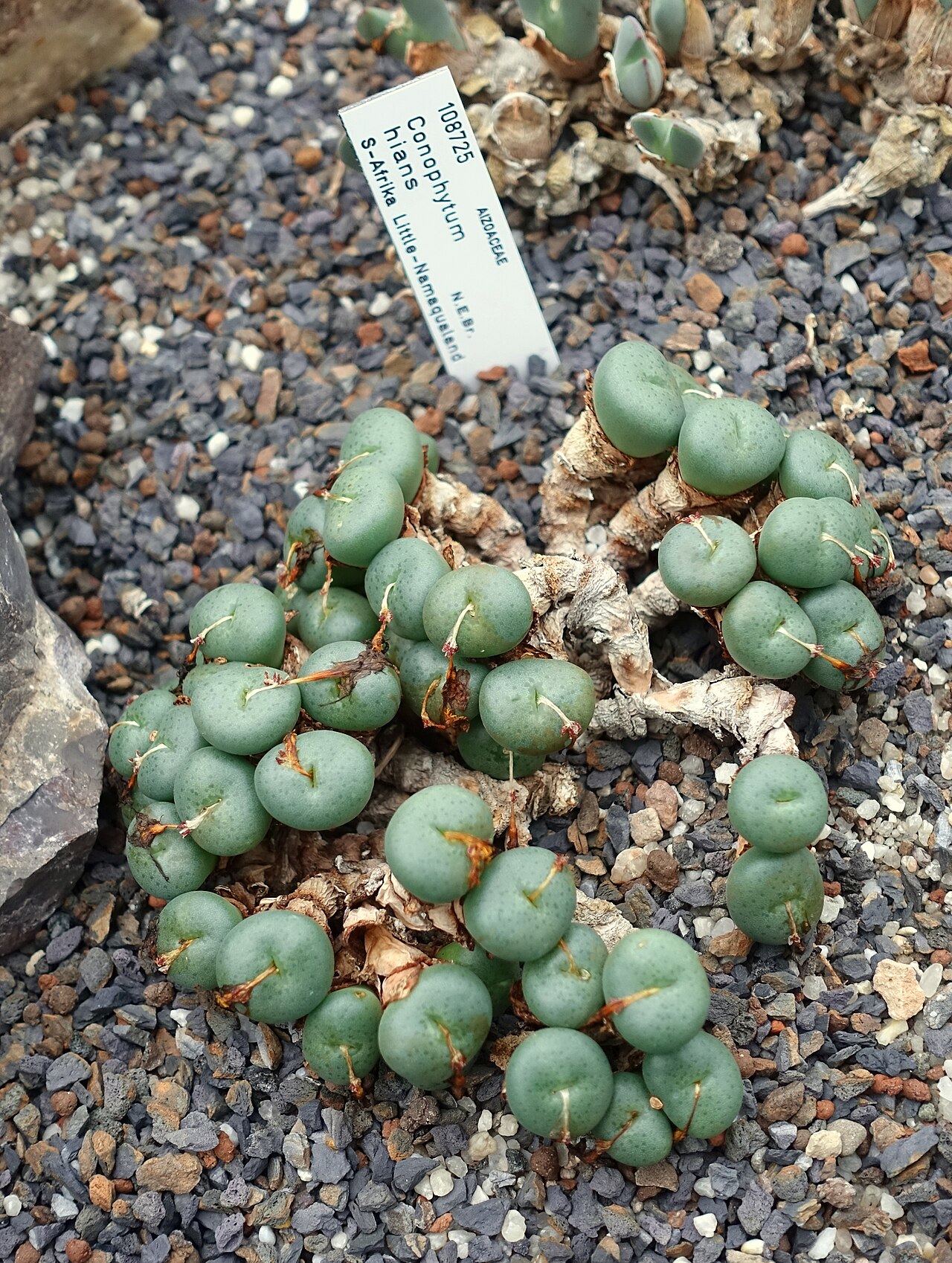 Conophytum hians: Botanical specimen in the Botanischer Garten - Heidelberg, Germany.