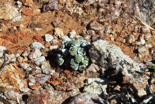 Conophytum jucundum (Conophytum jucundum)