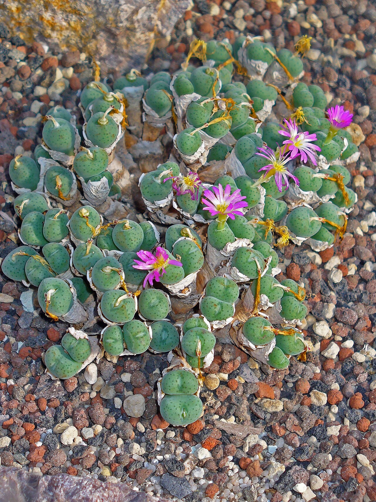 Conophytum jucundum: Habitus; Botanic Garden University of Heidelberg, Heidelberg, Germany..