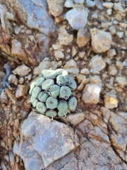 Conophytum jucundum (Conophytum jucundum)