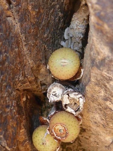 Conophytum jucundum (Conophytum jucundum)
