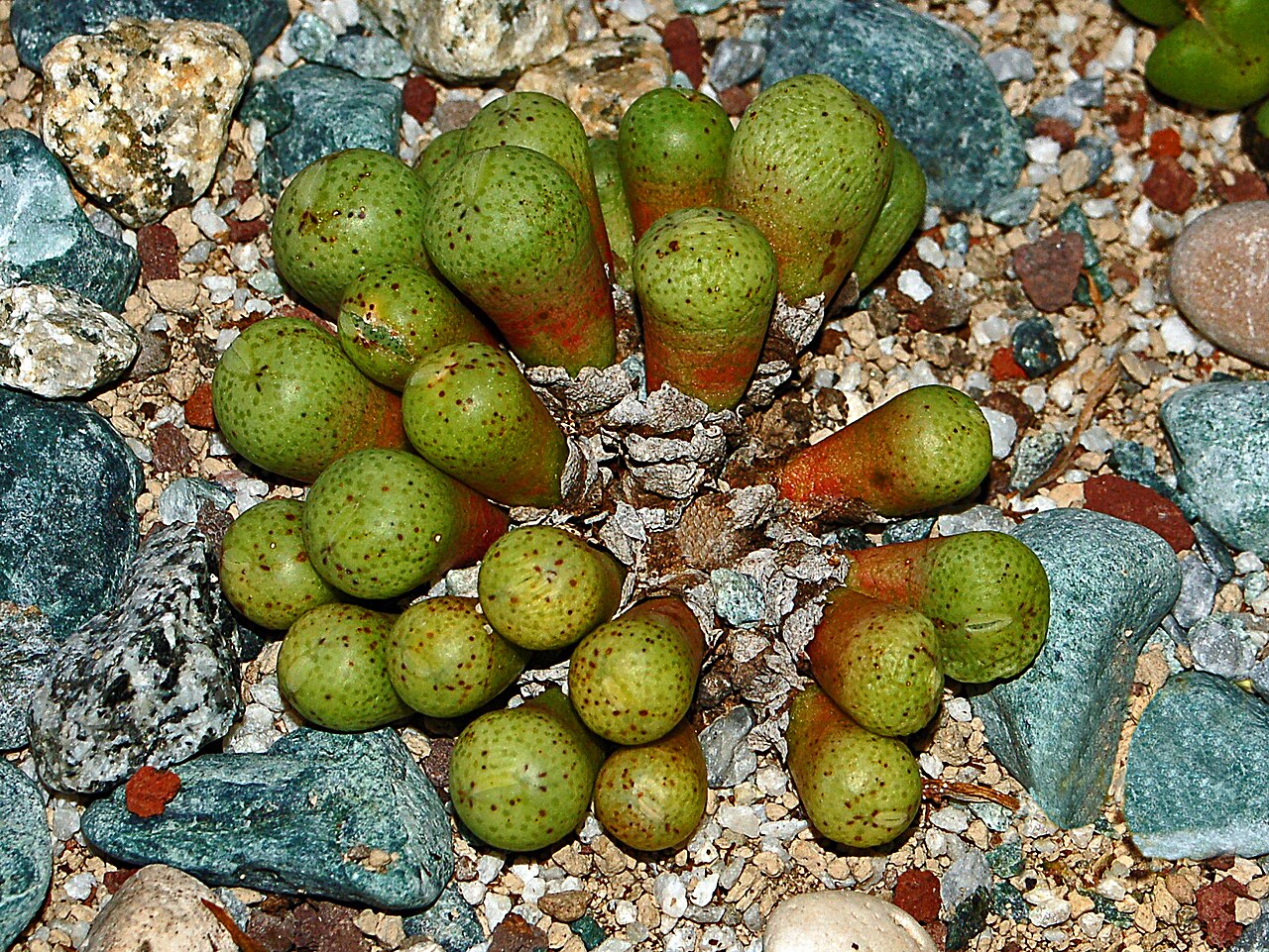 Conophytum jucundum: Conophytum jucundum at the Orto Botanico dell'Università di Genova