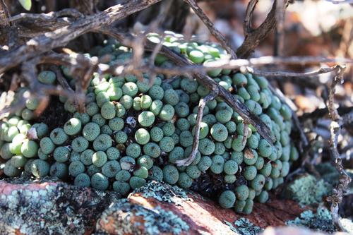 Conophytum jucundum (Conophytum jucundum)