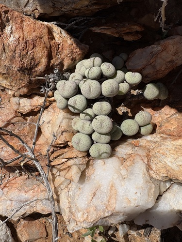 Conophytum jucundum (Conophytum jucundum)