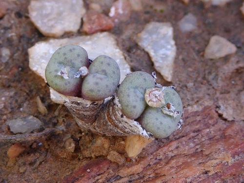 Conophytum jucundum (Conophytum jucundum)