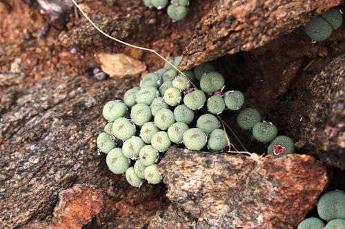 Conophytum jucundum (Conophytum jucundum)
