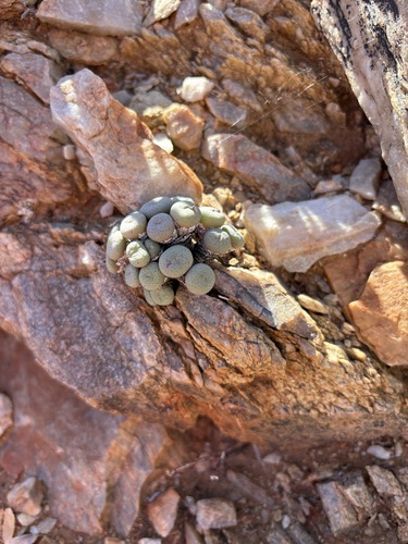 Conophytum jucundum (Conophytum jucundum)