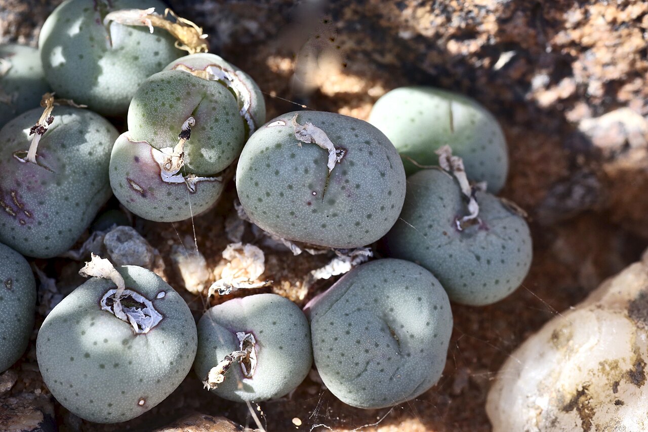 Conophytum jucundum: ǀAi-ǀAis/Richtersveld Transfrontier Park, Paradyskloof area, Northern Cape, South Africa