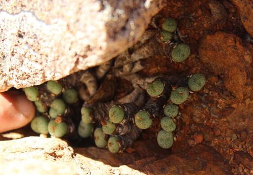 Conophytum jucundum (Conophytum jucundum)