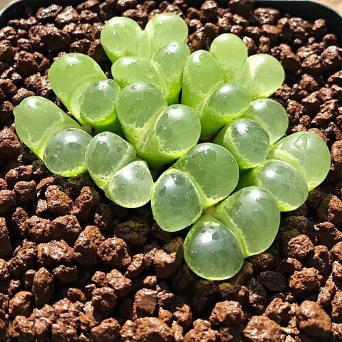 Conophytum limpidum: Conophytum limpidum