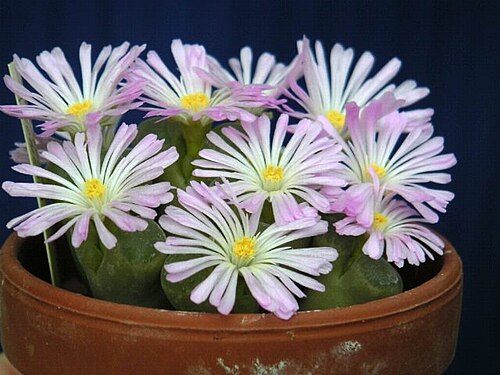 Conophytum longum: Description : Ophtalmophyllum longum, 12 octobre 2004, collection personnelle Source : Jean-Jacques MILAN Licence : GFDL Jean-Jacques MILAN